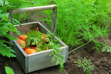 Sticker - New fresh carrots in wooden basket in garden