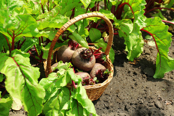 Sticker - Fresh new beet on soil in garden