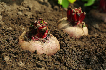 Sticker - Fresh new beet growing in garden