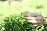 Fototapeta Sawanna - Hand plucking tea leaf, outdoors