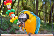 Blue and Gold Macaw Playing with a toy