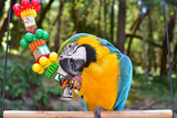 Fototapeta  - Blue and Gold Macaw Playing with a toy