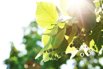 Sticker - Green leaves of tree branch, closeup