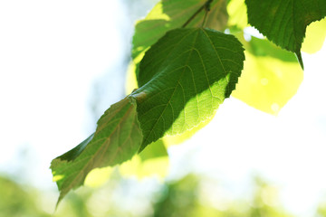 Sticker - Green leaves of tree branch, closeup