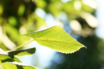 Sticker - Green leaves of tree branch, closeup