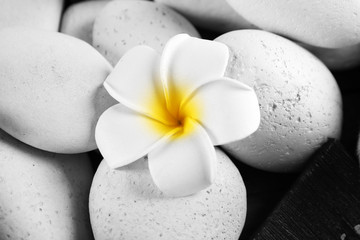 Spa still life with white flower, closeup