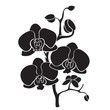 Silhouette orchid branch