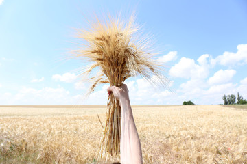 Sticker - Female hand holding sheaf in field