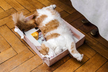 Cat Sleeping In Box