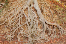 Roots Of A Tree – The Roots Of A Tree Are Exposed And Not Covered With Soil.