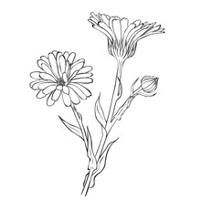 Hand Drawn Flowers - Calendula Officinalis Or Pot Marigold
