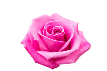 Poster - pink rose