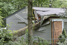 Small House Crushed By A Large Oak Tree