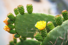 Bright Yellow And Orange Flower Of Prickly Pear (Chollas) Cactus