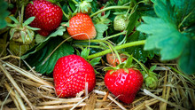 Strawberry Field With Ripe Strawberries