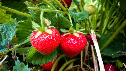 Strawberry Field with two ripe strawberries