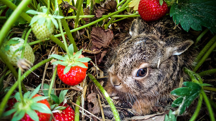 Grey hare among ripe strawberries