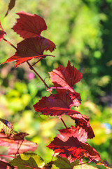 vine red leaves