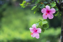 Photo Hibiscus Blooming In The Garden