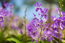 Blooming Orchid. Photo Of Purple Orchids In The Botanical Garden