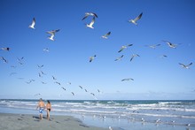 Couple Are Walking On Beach And Seagulls Flying With Blue Sky. 