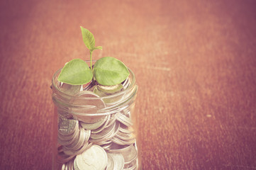 plant growing out of coins with filter effect retro vintage styl