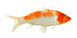 © khumthong - Koi fish isolated on the white background