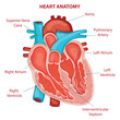 HEART ANATOMY cross section diagram