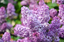Inflorescence Of Lilac In The Spring