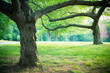 Lovely summer trees and grass in park setting