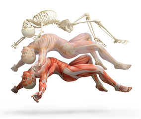 Wall Mural - anatomy, muscles