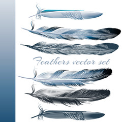 Poster - Set of vector realistic colorful feathers