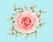 Montage Of Pink And White Roses On Pastel Blue