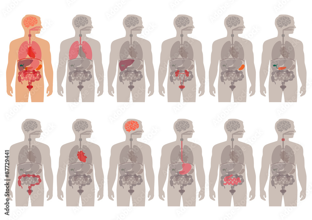 human body anatomy, vector medical organs system, Stock Vector | Adobe ...