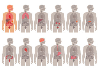 human body anatomy, vector medical organs system, 