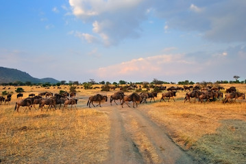 Wall Mural - african wildlife