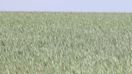 Wall Mural - Green cereal Field