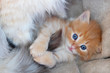 amusing kitten with light blue eyes