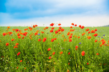 Flower Meadow With Poppies And Cornflowers
