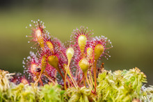 Leaf Of Sundew. Sundew (Drosera) Lives On Swamps Insects Sticky Leaves.