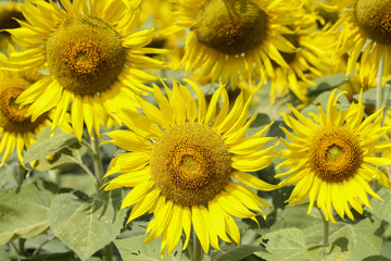 Fototapete - sunflowers at the field in summer on blue sky