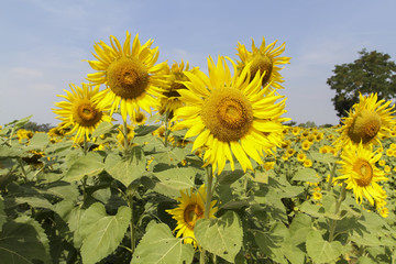 Fototapete - sunflowers at the field in summer on blue sky