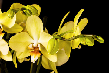 Fotomurales - Beautiful orchid on dark background 
