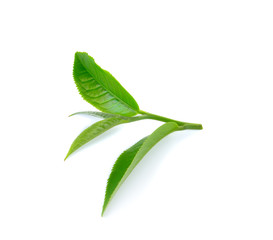 Wall Mural - Fresh green tea leaf on white background