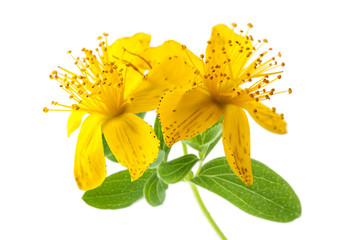 Poster - St. John's wort isolated on white background