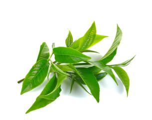 Wall Mural - Fresh green tea leaf on white background