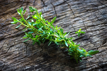 Wall Mural - Summer savory (Satureja hortensis)