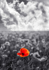 Wall Mural - Red poppy flowers for Remembrance Day / Sunday