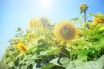 Canvas Print - Beautiful sunflowers field