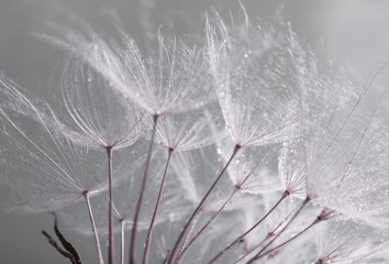 Wall Mural - Beautiful dandelion with seeds, macro view